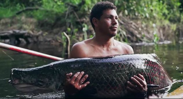 Der Arapaima, genannt Paiche, ist der größte Süßwasserraubfisch im Amazonasgebiet