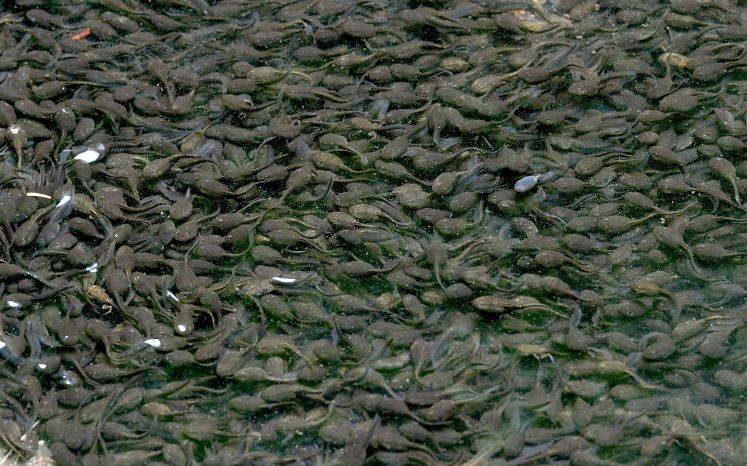 Hunderte Kaulquappen in einem Teich 