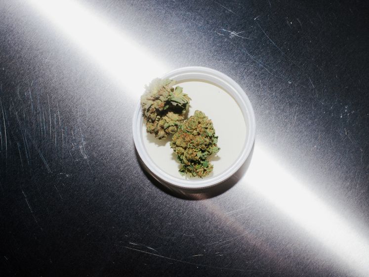Eine Cannabis-Blüte liegt auf einem Metalltisch.