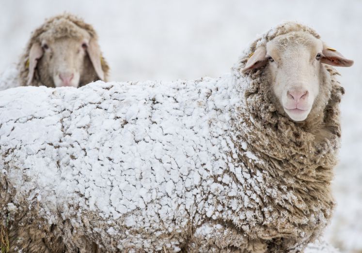 Schnee bedeckt das Fell eines Schafes am 01.03.2016 auf einer Weide nahe Sieversdorf (Brandenburg).