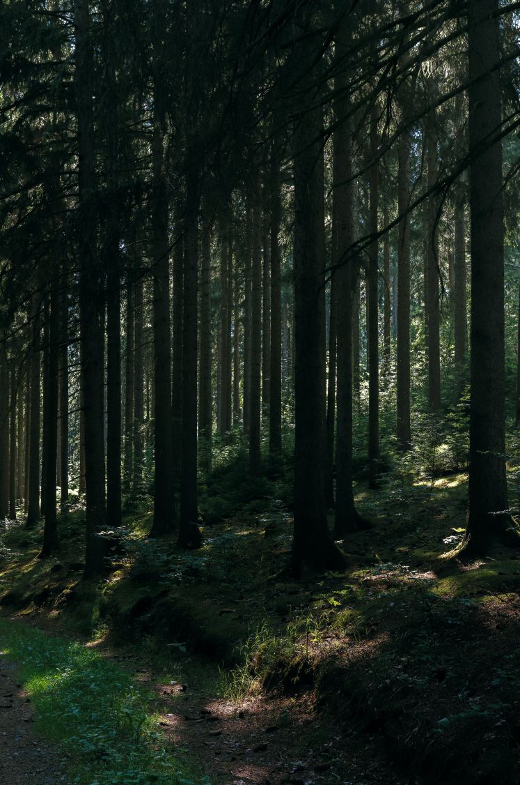 Wald im Erzgebirge