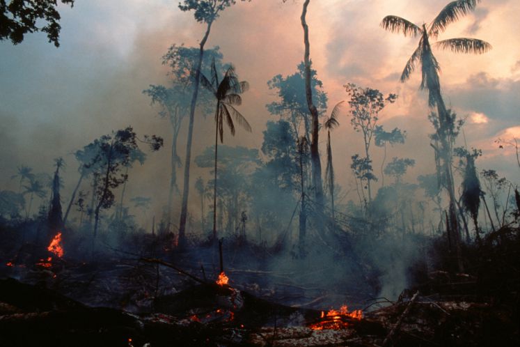 Amazonas-Regenwald in Flammen