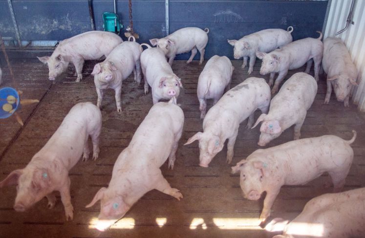 afrikanische-schweinepest-landwirtschaft-fleischindustrie-toennies