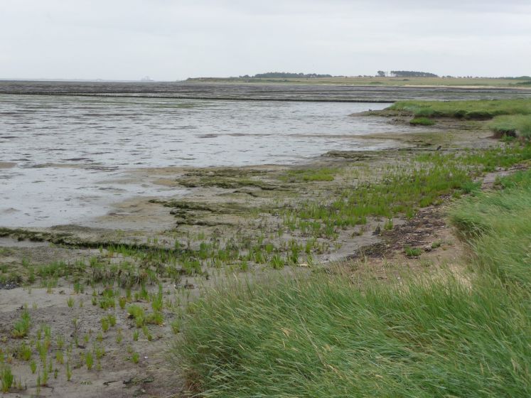 Queller, Salicornia, wachsen im Schlick des Wattenmeer der Nordsee-Insel Amrum in Nordfriesland
