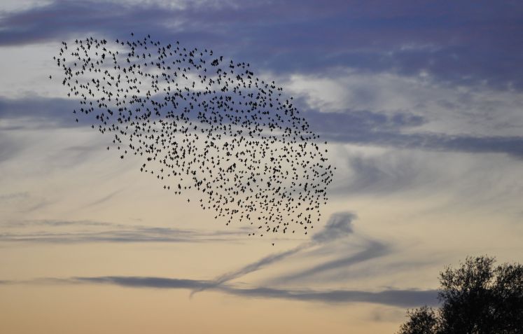 Ein Vogelschwarm am Nachthimmel: Vorbild für den Netzschwarm?