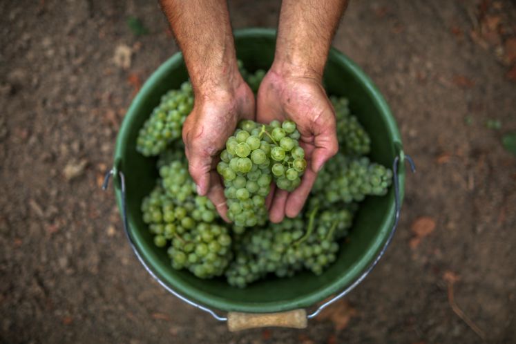 Für den Weinpublizisten Manfred Klimek ist der Naturwein „der Veganismus der Alkoholtrinker“.