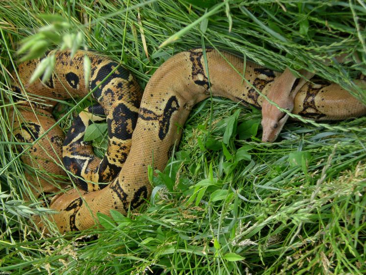 Mit seinen sieben Windungen sieht Serpent Mound aus wie eine Schlange