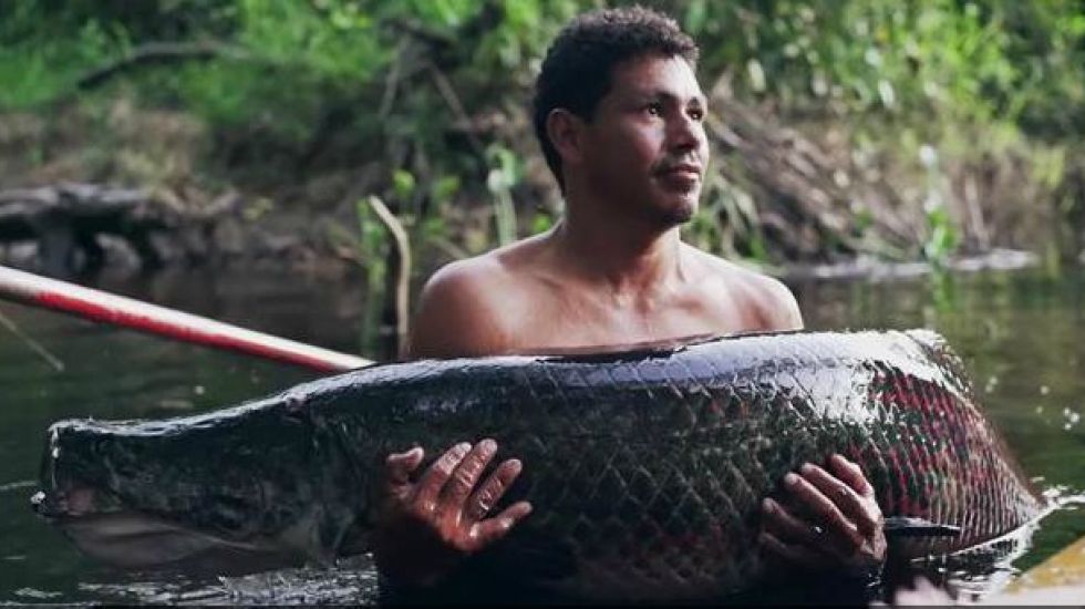 Der Arapaima, genannt Paiche, ist der größte Süßwasserraubfisch im Amazonasgebiet