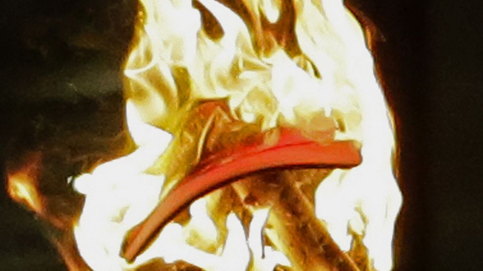 Bei Protesten an der Universität in Berkely wird eine Trump-Kappe verbrannt / pictur alliance