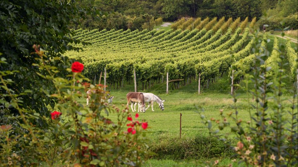 Esel stehen vor Weinreben in Deutschland. Im Vordergrund sind rote Mohnblumen.