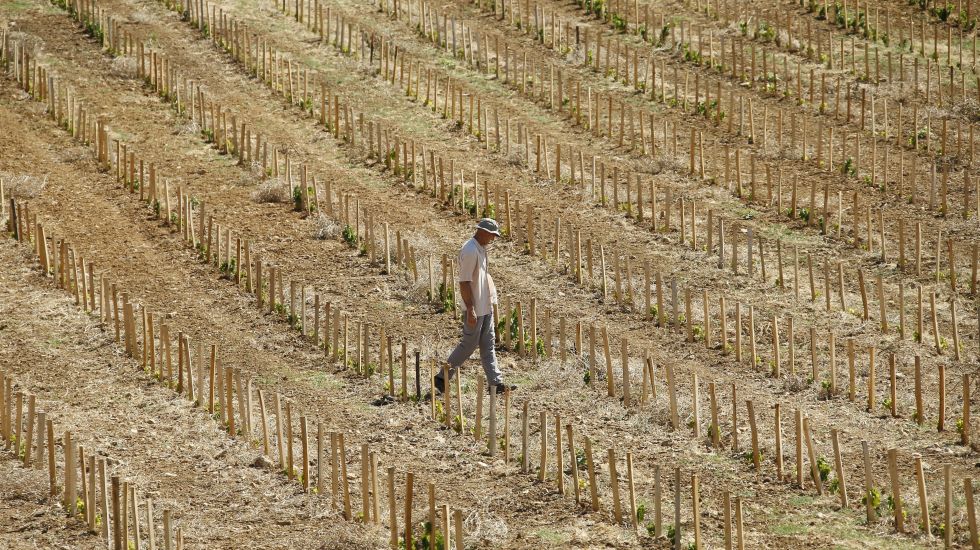 Ein Weinbauer in Frankreich läuft über sein vertrocknetes Feld.