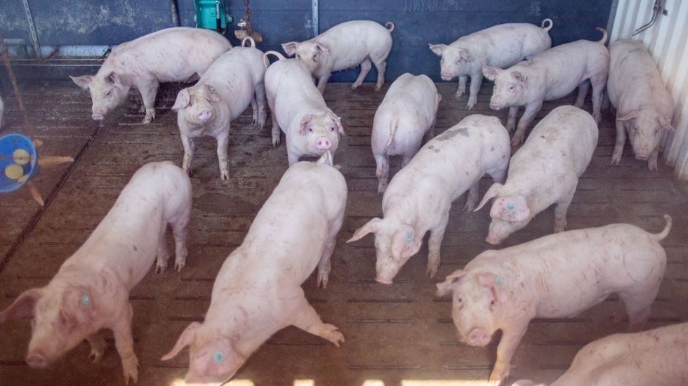 afrikanische-schweinepest-landwirtschaft-fleischindustrie-toennies
