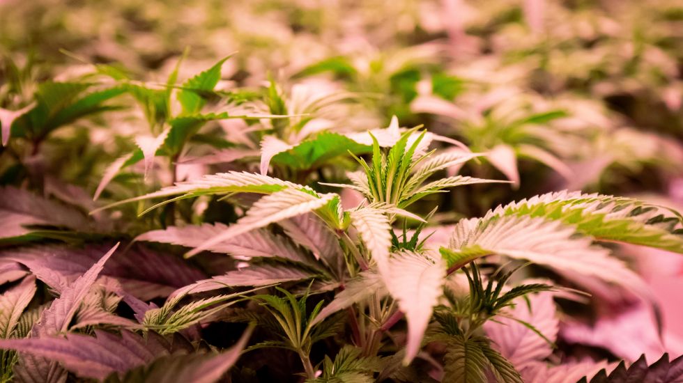 Cannabisplanzen im Blühraum einer Produktionsanlage für medizinisches Cannabis. 